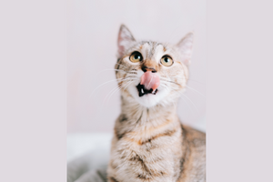 Why Does My Cat Lick Me? Exploring the Possible Reasons Behind This Common Feline Behavior