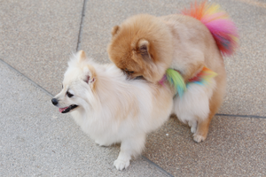 Understanding Sexual Behavior in Dogs Signs and Control Measures