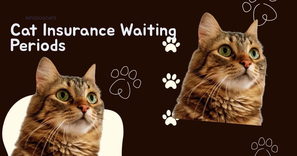Cat Insurance in Australia: Waiting Periods, Pre-existing Conditions and Exclusions Explained