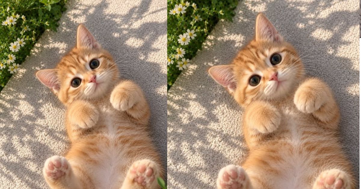 How Much Does a Cat Sitter Cost in Australia? What to Pay and What You Get