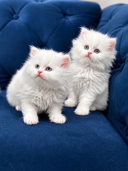 Kittens for Adoption Melbourne: 7 Amazing Places