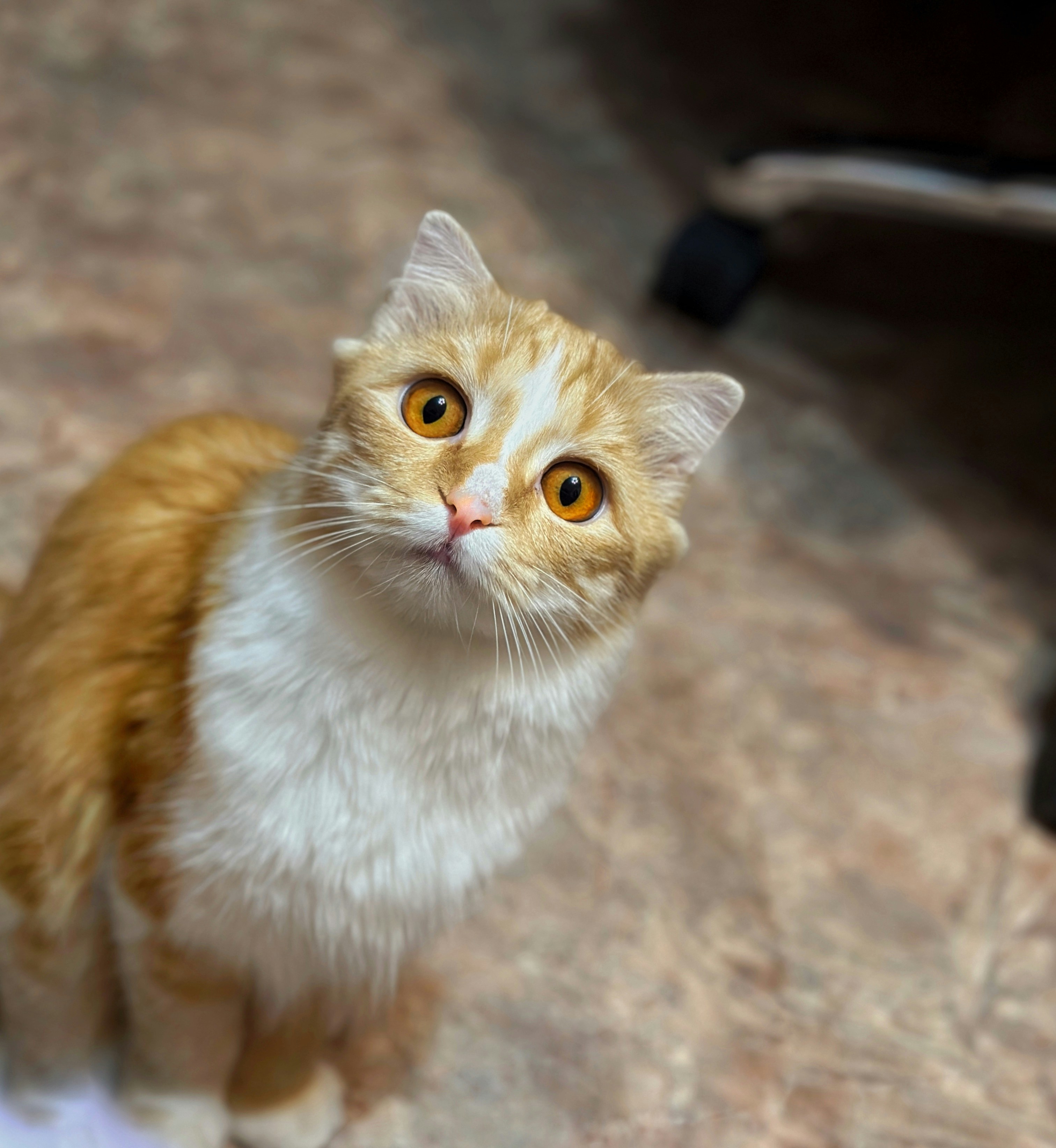 Maine Coon kittens for sale in Australia