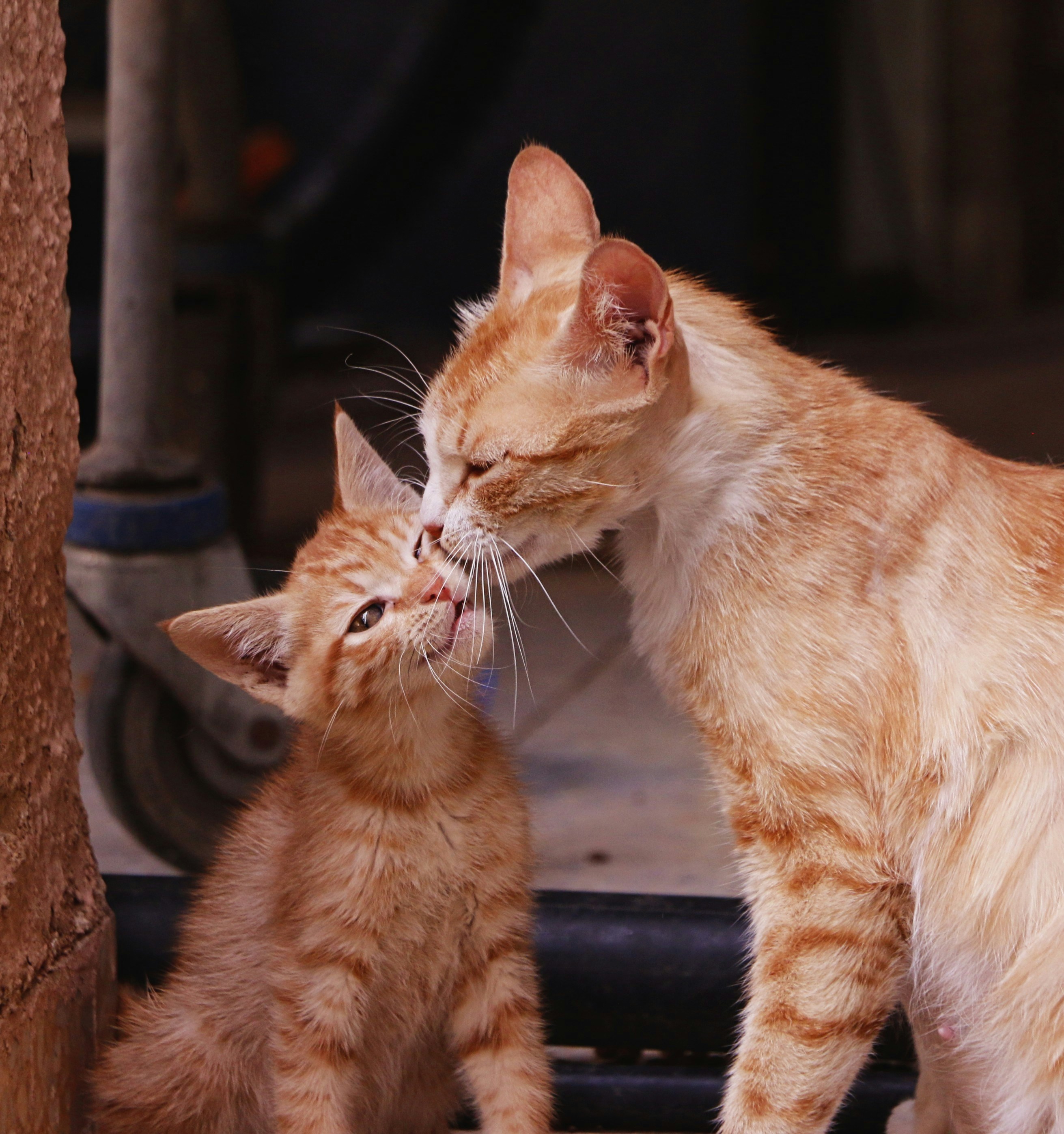 Ragdoll kittens for sale in Australia