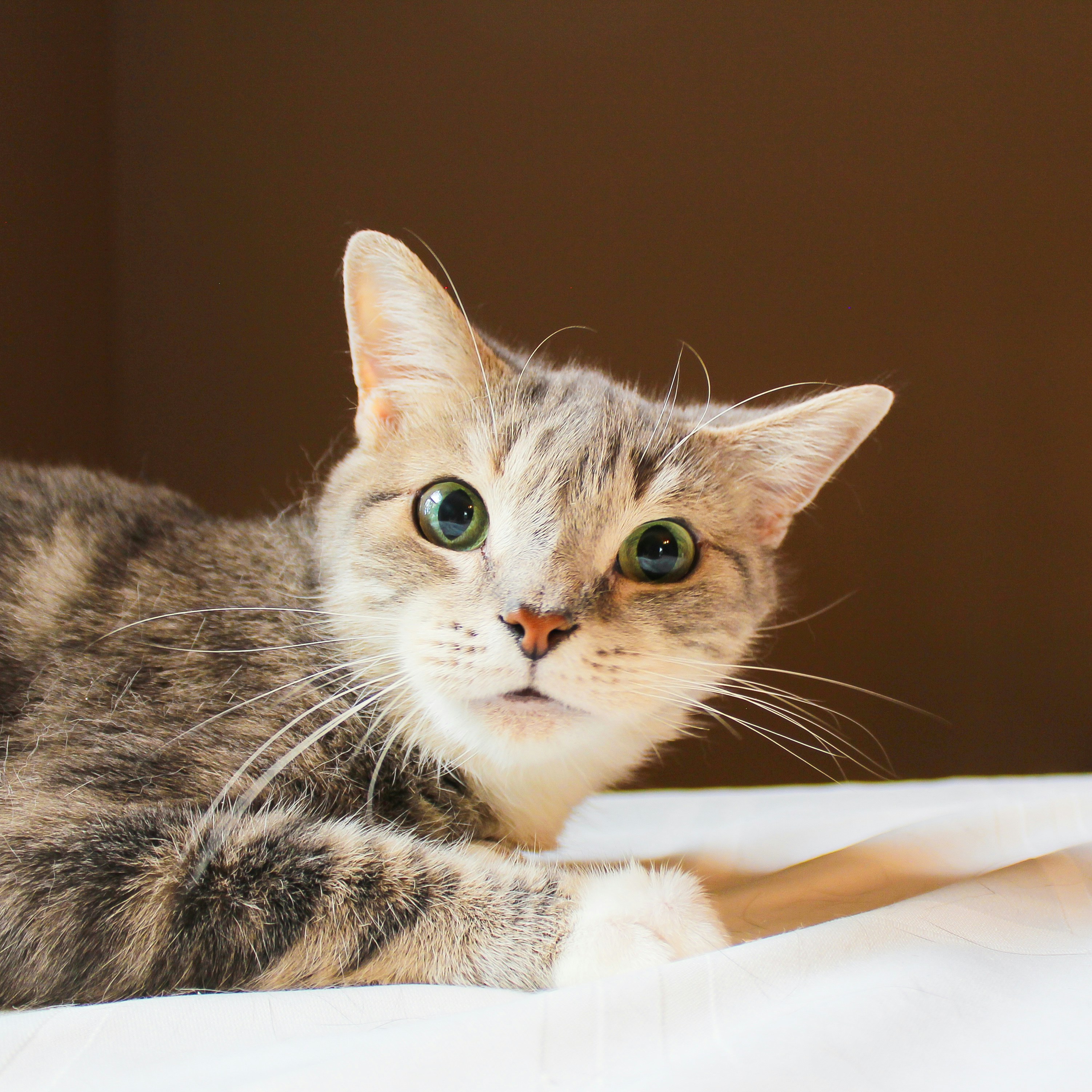 British Shorthair kittens for sale in Australia