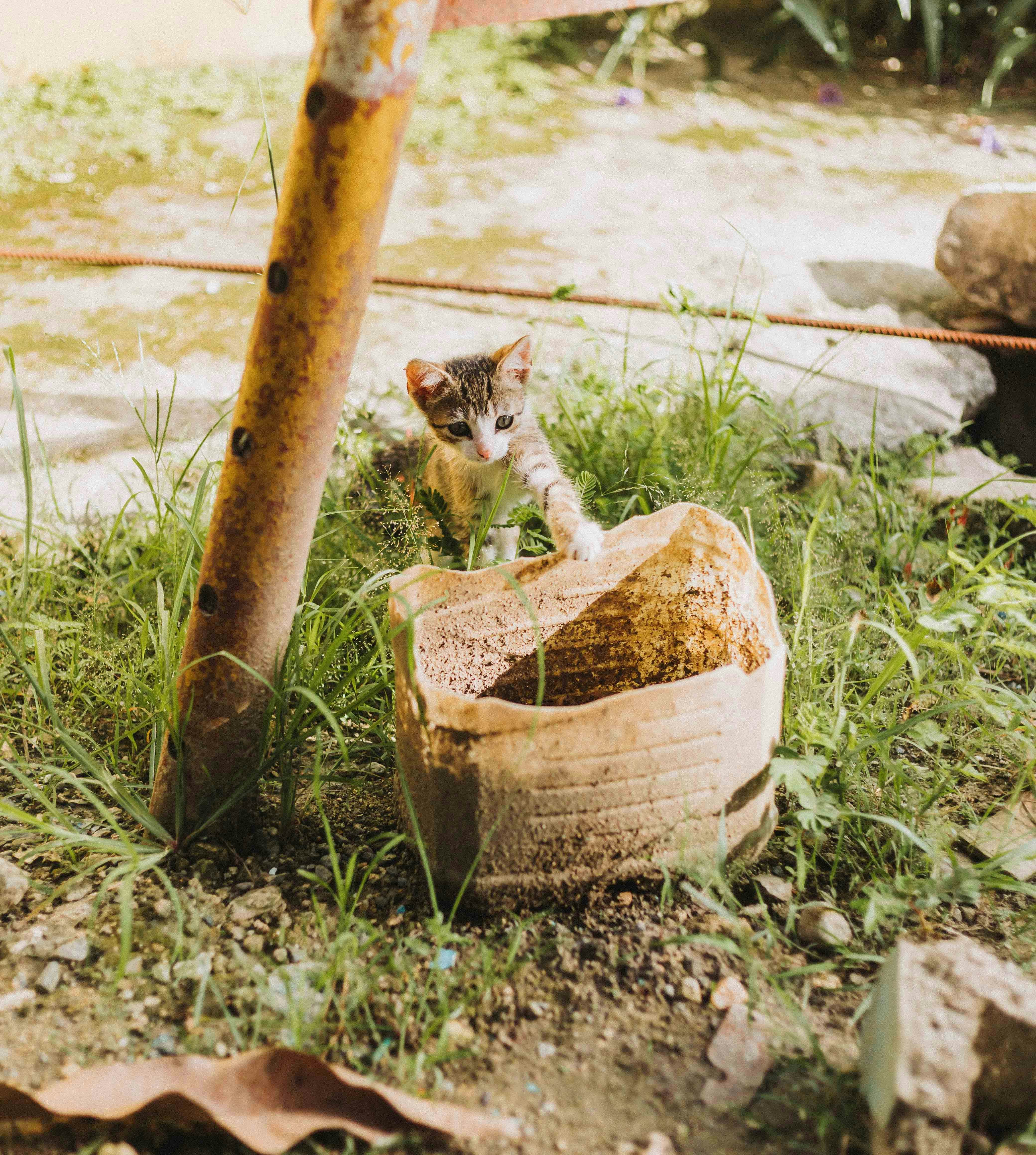 Burmese kitten for sale Australia