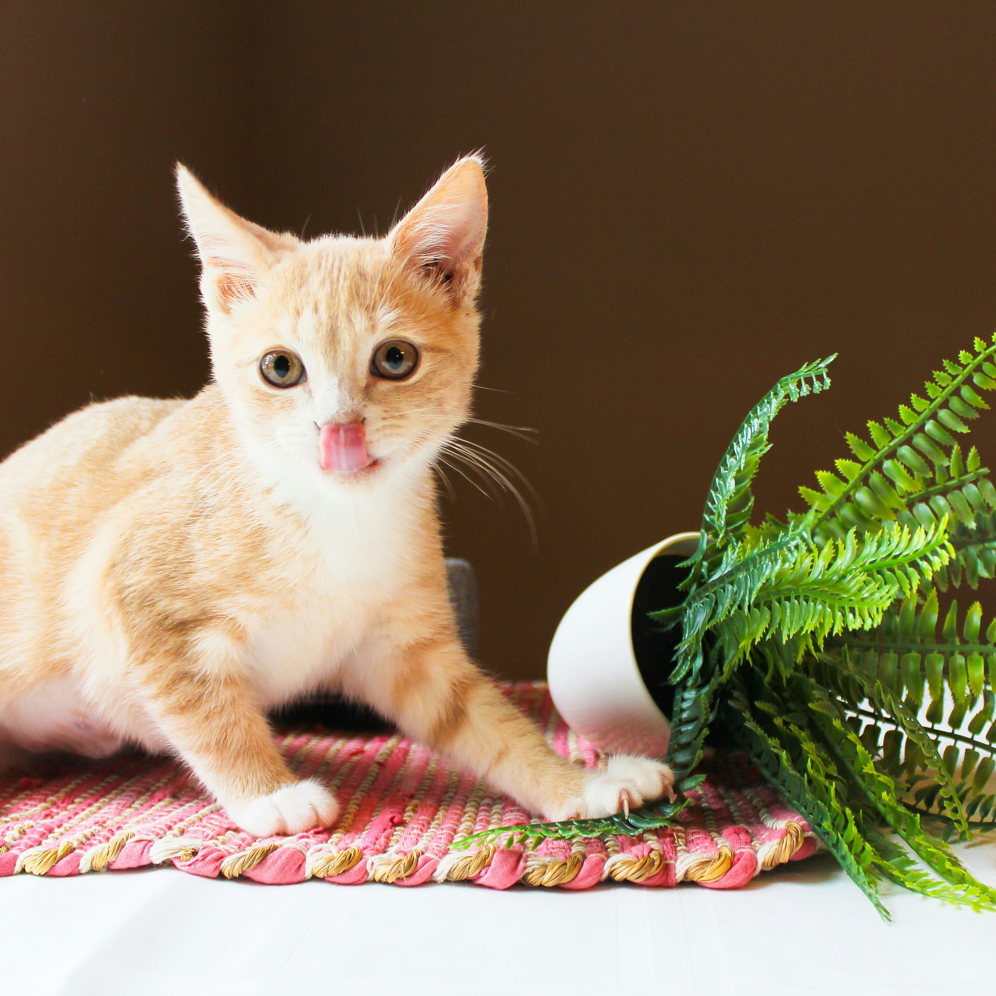 Persian kittens for sale in Australia