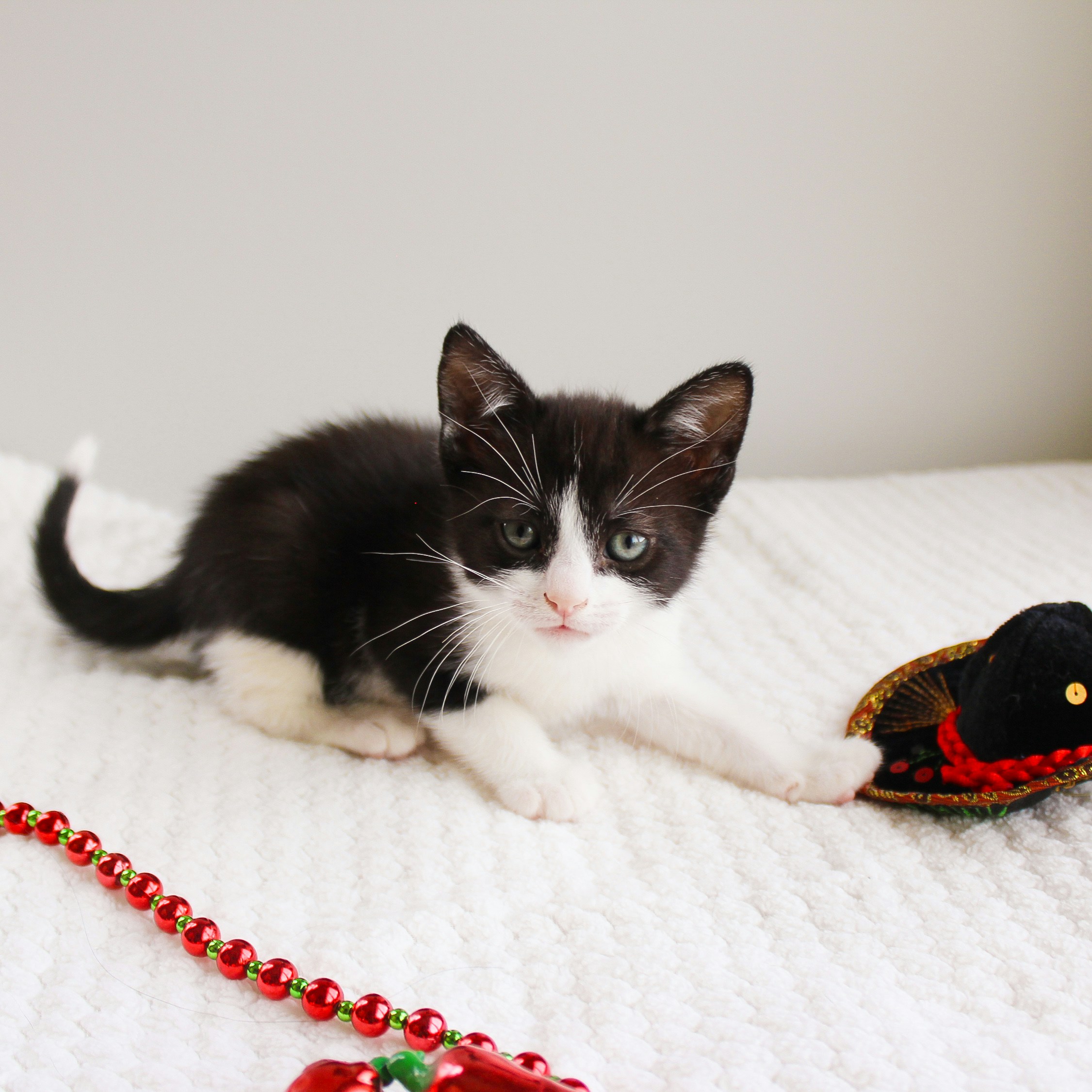 Devon Rex kittens for sale in Australia
