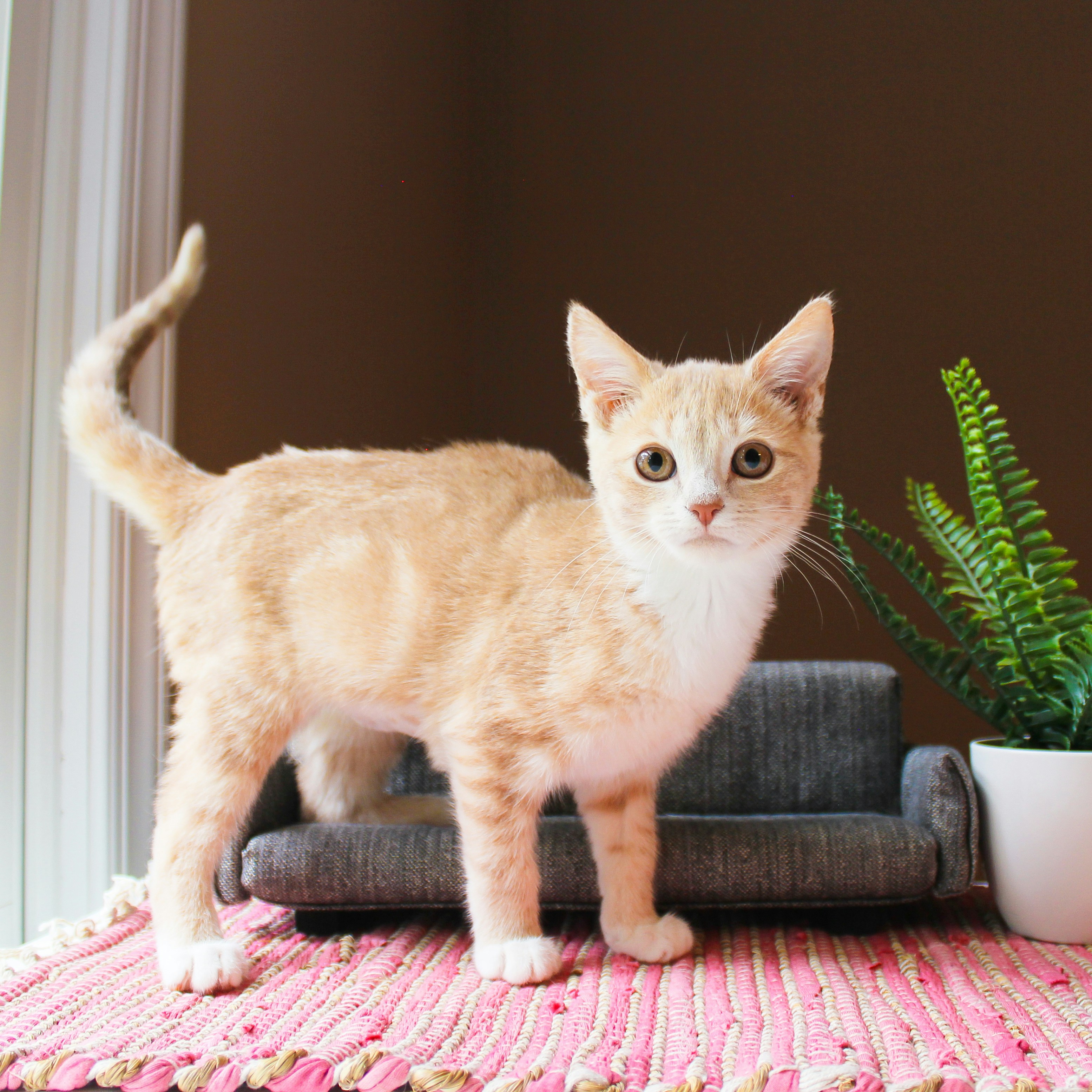 Kitten for sale near me Australia