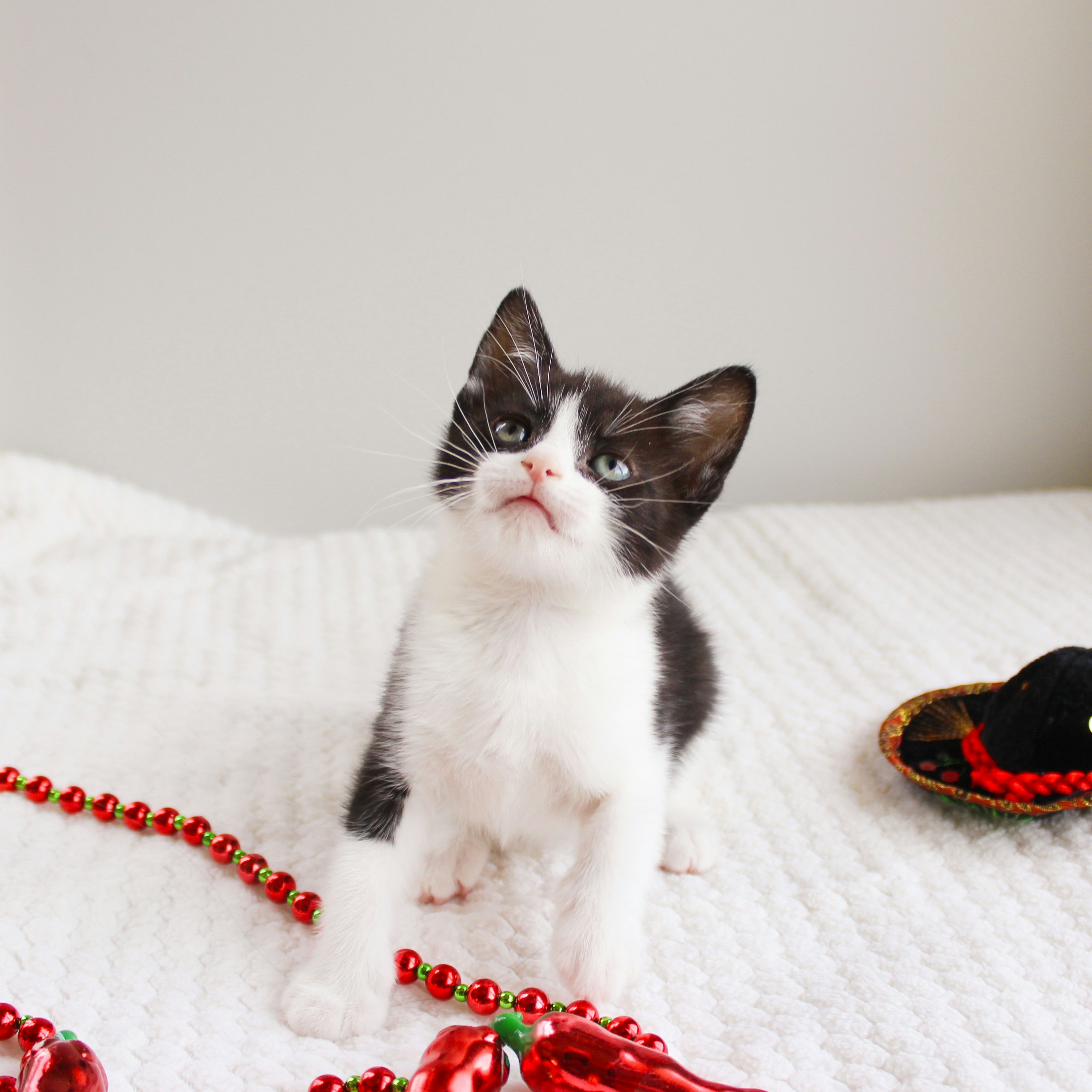 Sphynx for sale in Sydney