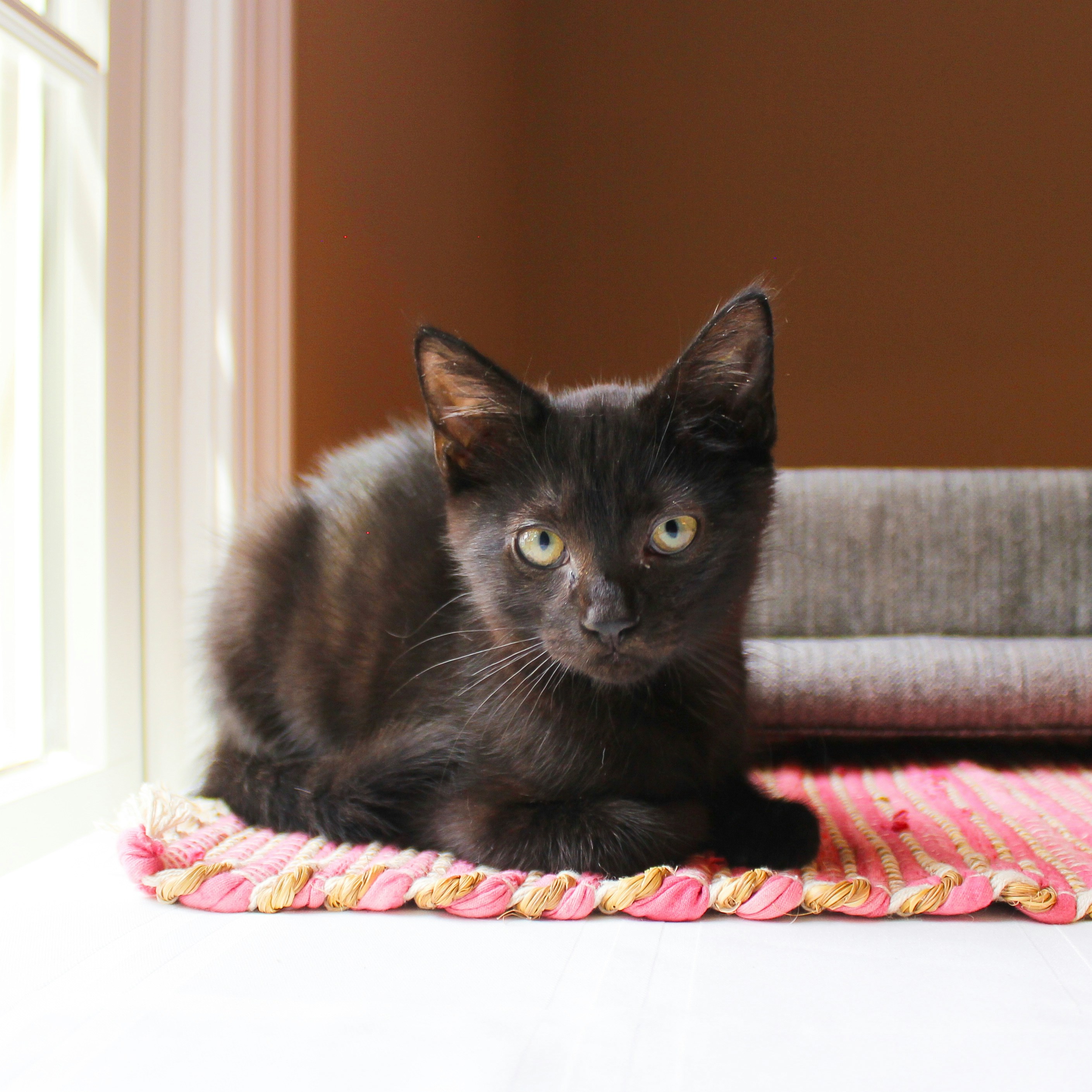 Domestic Shorthair for sale in Melbourne