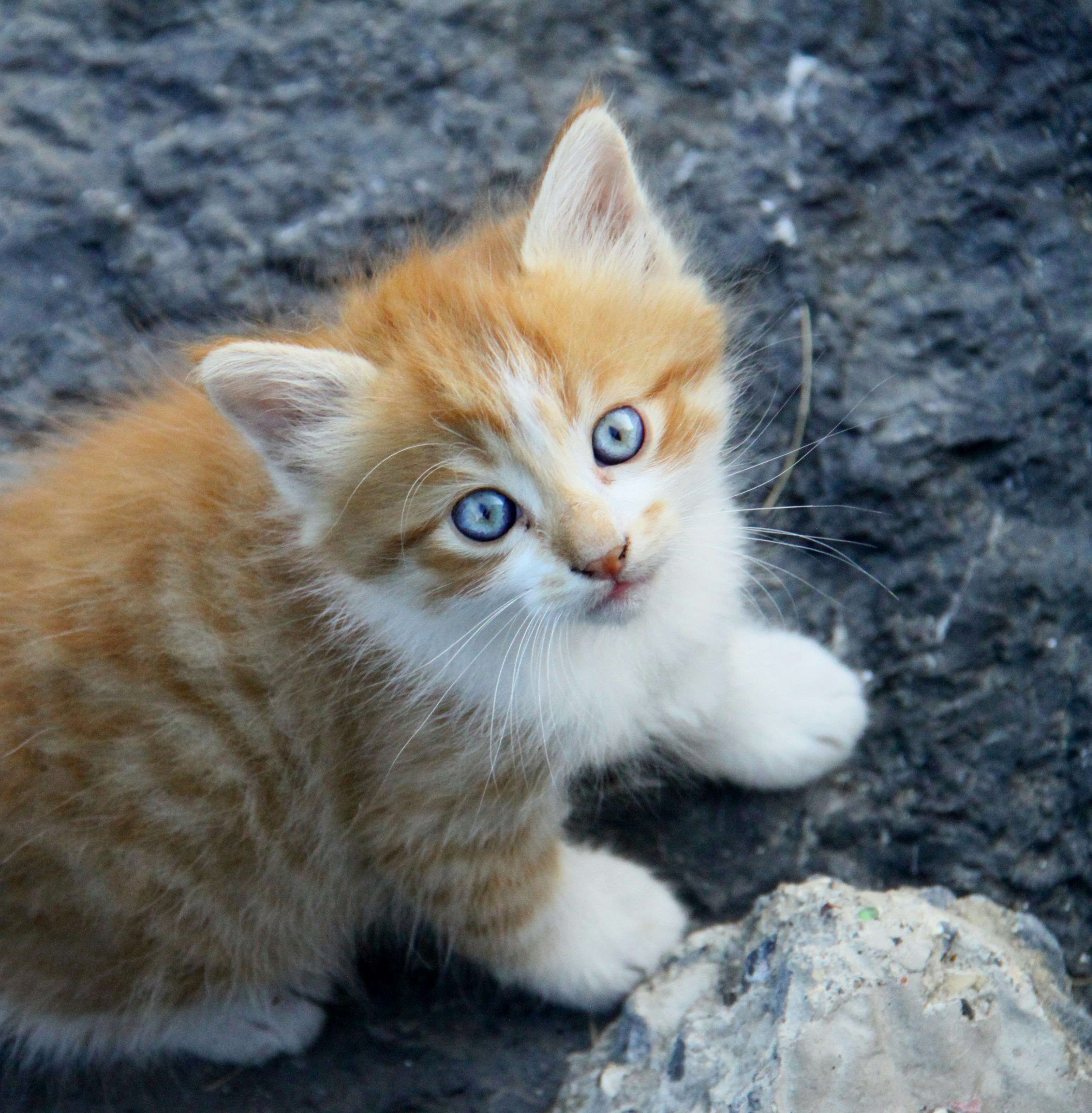 Scottish Fold for sale in Brisbane