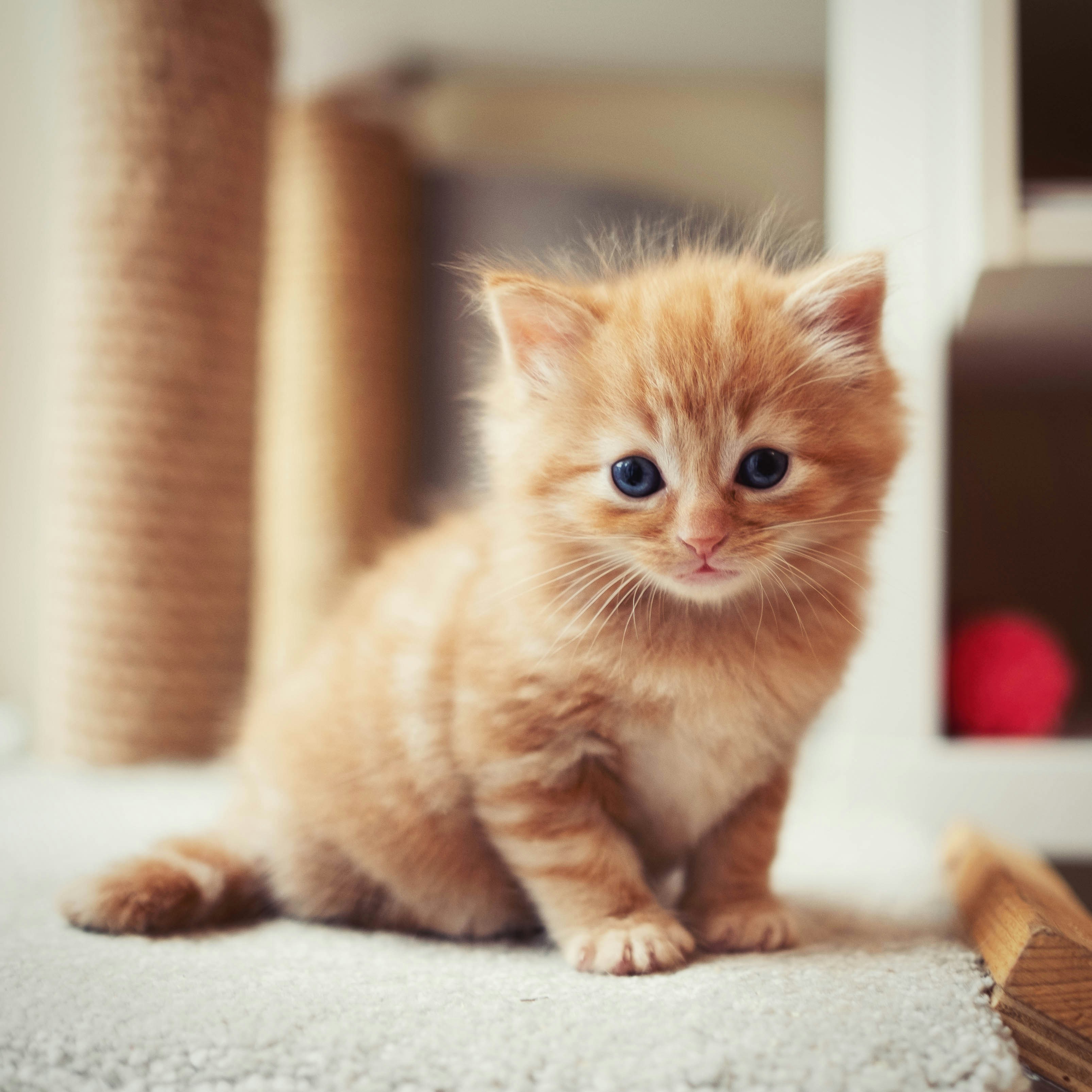Domestic Shorthair for sale in Hobart