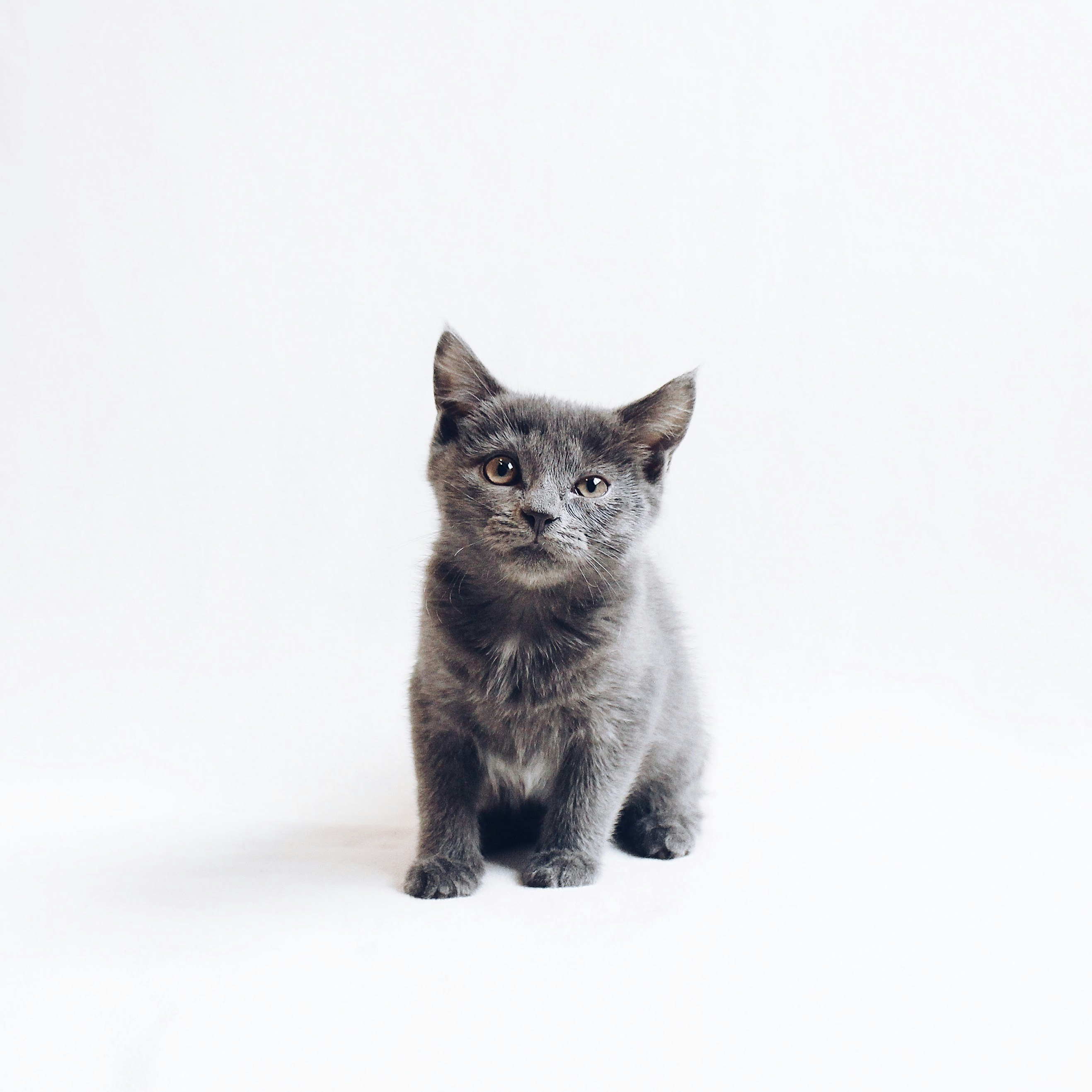 Nebelung for sale in Sydney