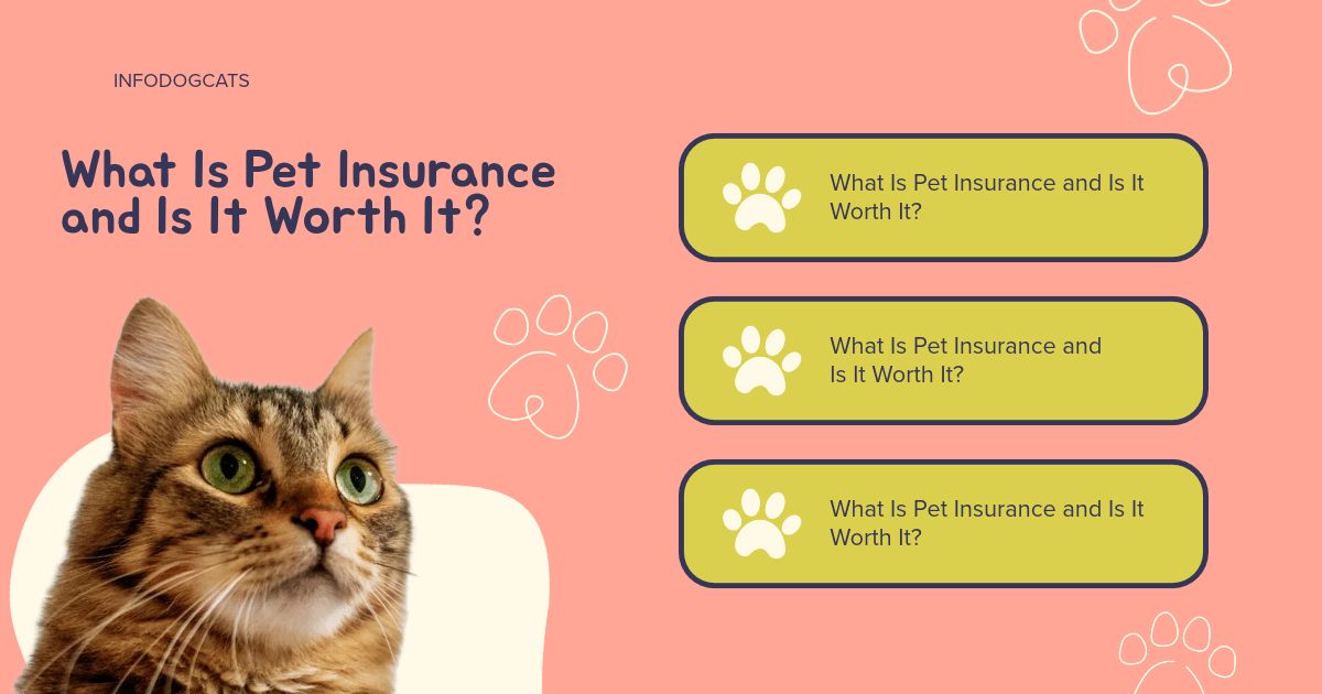 Is Cat Insurance Worth It in Australia? An Honest Guide for Cat Owners