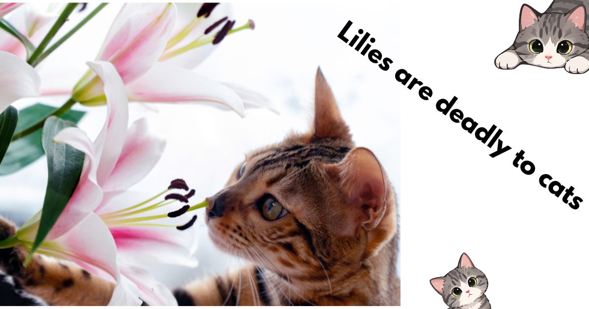Lilies Are Deadly to Cats: What Every Australian Cat Owner Needs to Know