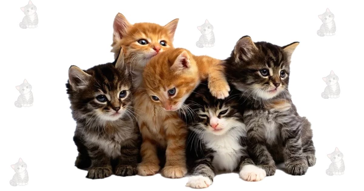 The Most Beloved Cat Breeds in Australia: The Top 10 and What They're Really Like