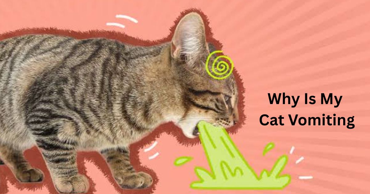Why Is My Cat Vomiting? Causes, Warning Signs and What to Do