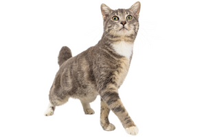 Behaviors of Cats