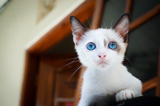 7 Clear Warning Signs When Introducing Cats