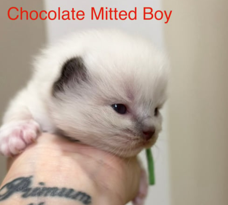 Rare Ragdoll Kittens Ready for Christmas