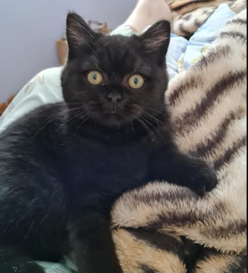 Scottish Shorthair Kittens for Sale in QLD