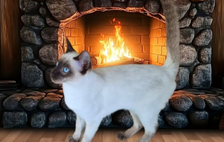 cat for sell