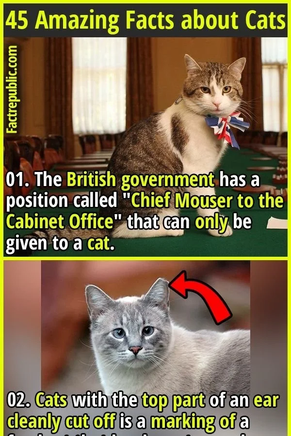 A collection of interesting facts about cats and their unique characteristics.