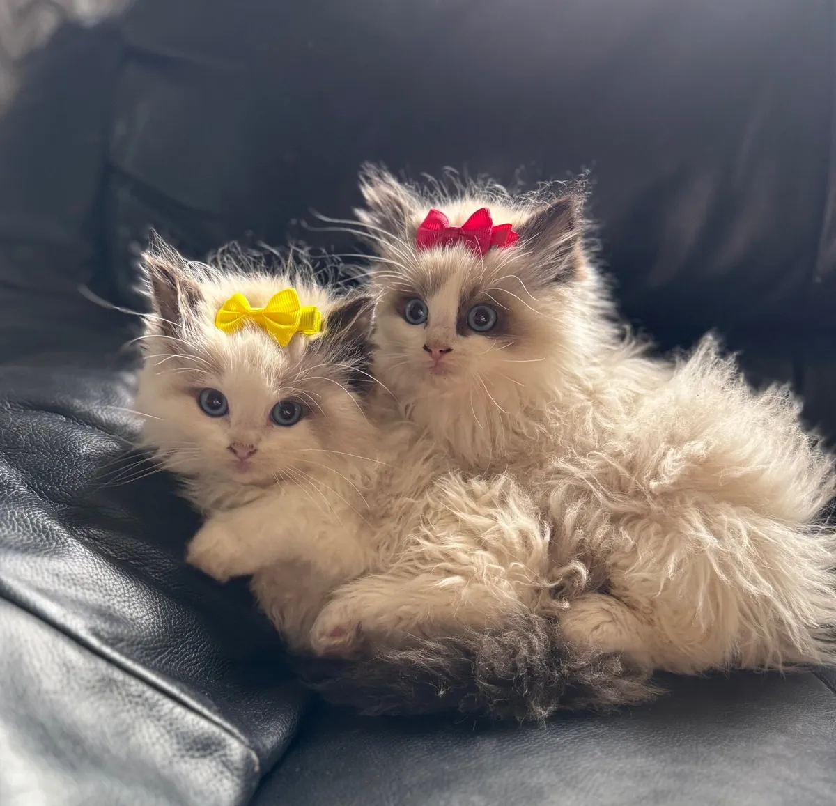 Why Are Ragdoll Cats So Expensive