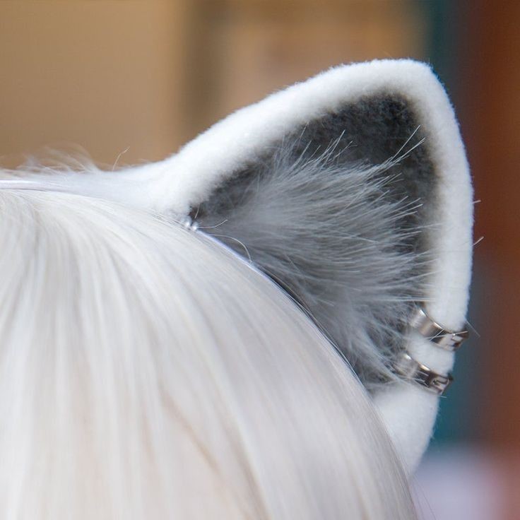 The Most Common Ear Problems Cats Can Have
