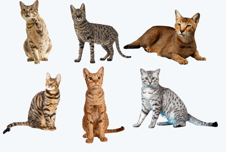 Cat Breeds