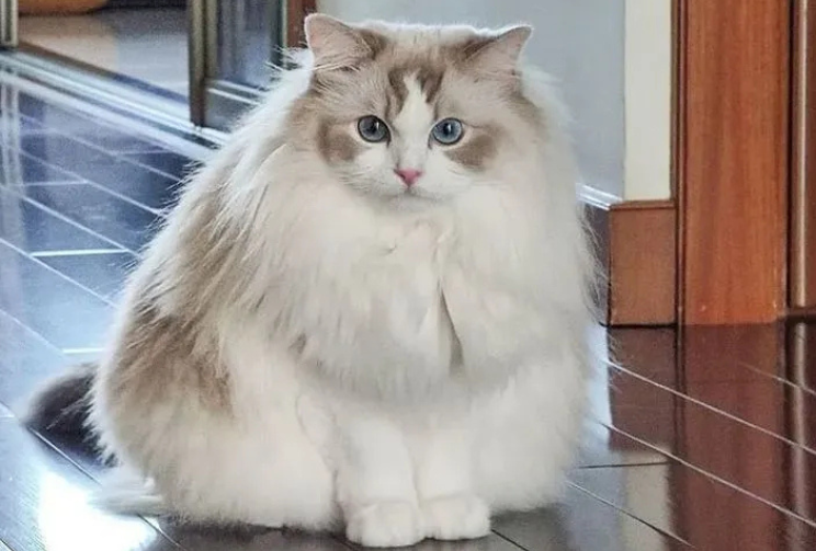 Ragdoll Cat Care Guide Traits