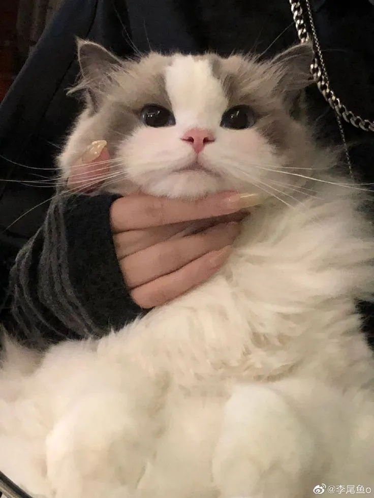 Ragdoll Cat Care Guide Traits