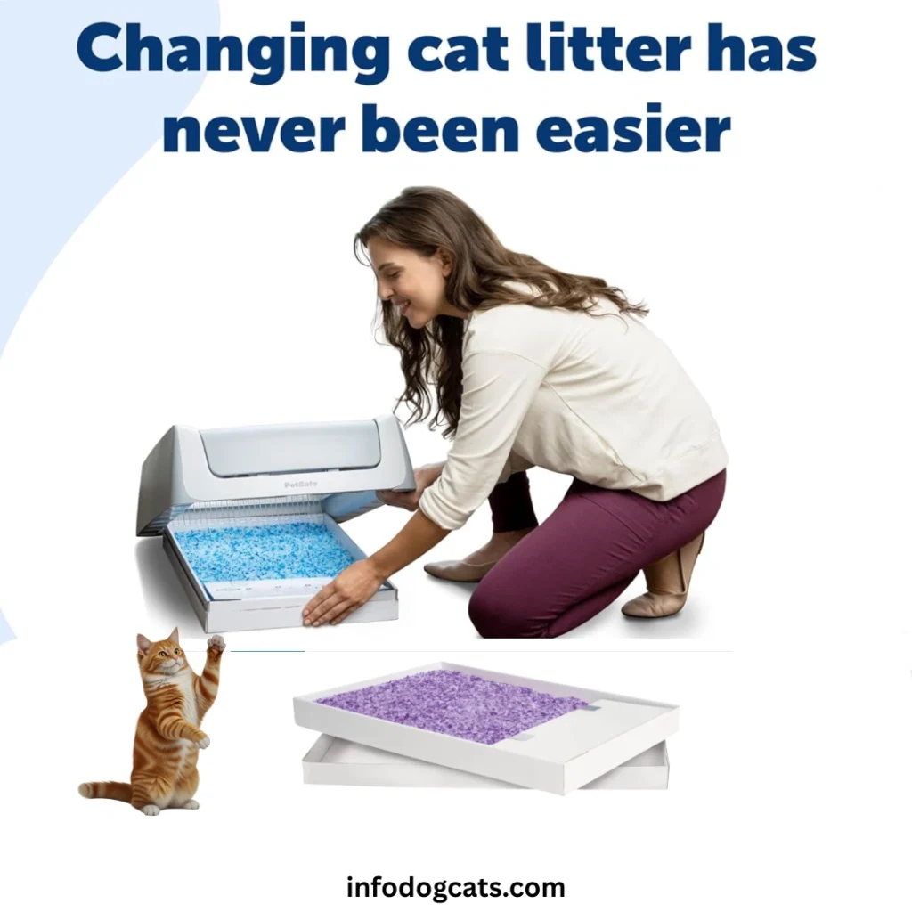 Crystal cat litter tray with silica crystals in a clean indoor home setting