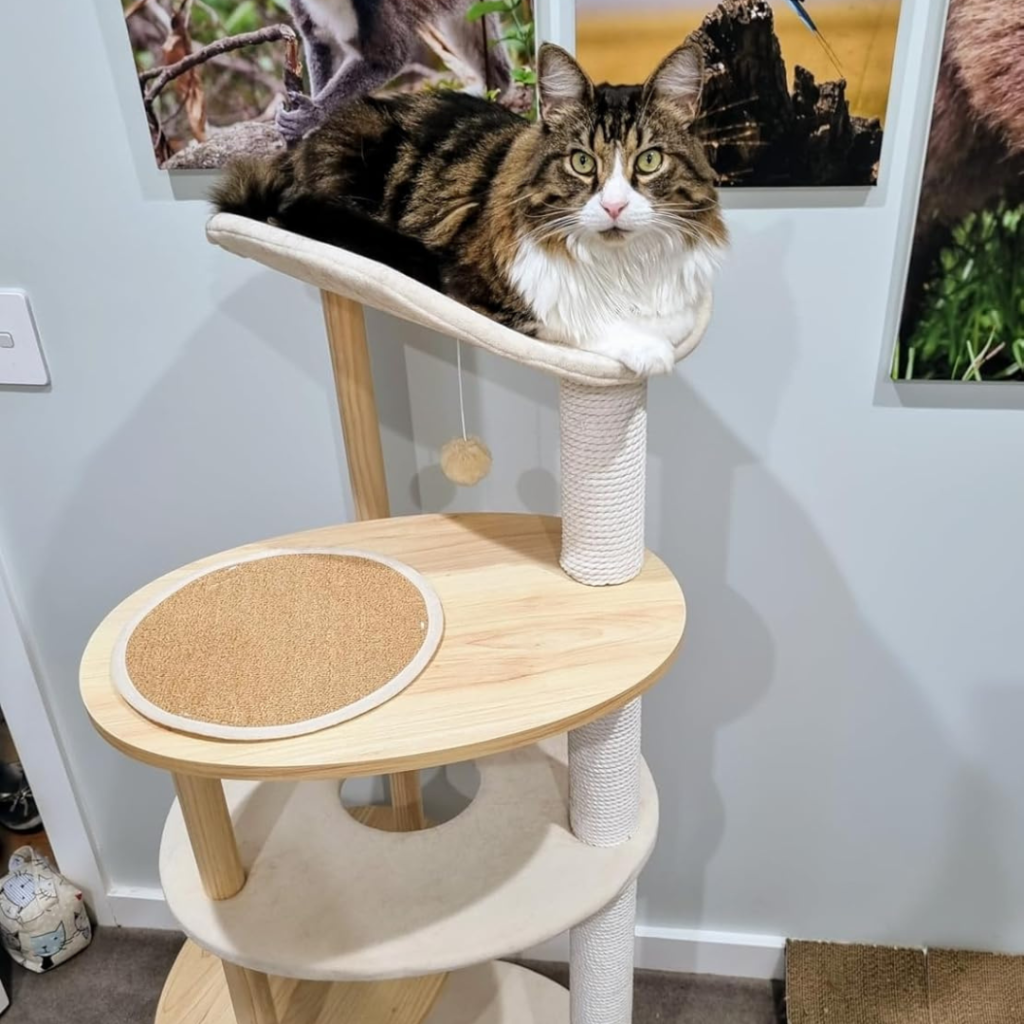 Best Cat Tree Australia