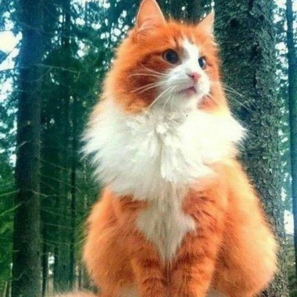 10 Fascinating Facts About the Norwegian Forest Cat