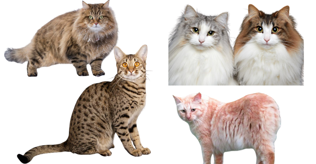 biggest domestic cat breeds comparison
