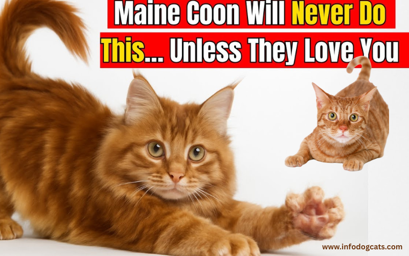 22 Mysterious Facts About Maine Coon Cats Breeders