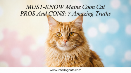How do I find a reputable Maine Coon breeder in Australia