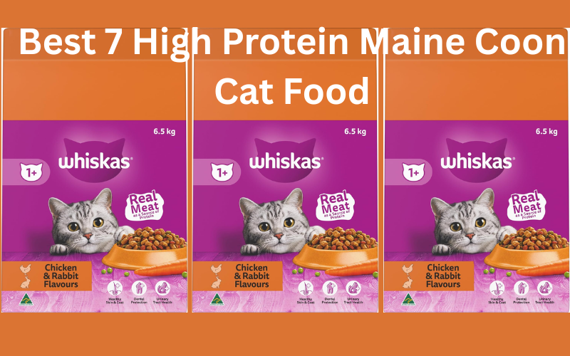 Maine Coon kitten with premium wet food bowl Australia