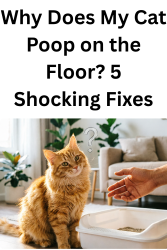 Orange cat near litter box looking confused - why does my cat poop on the floor