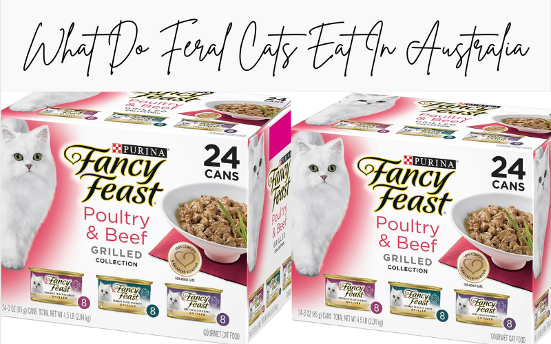 What do feral cats eat in Australia